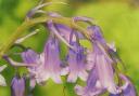 Bluebells are the nation's favourite flower