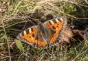 Small Tortoiseshell butterfly at Chislehurst Common Image: Kevin Jennings