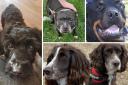 Pro Dogs Direct shares five dogs in need of homes this Christmas