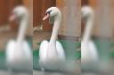 The swan was rescued and rehabilitated by the RSPCA