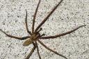 Giant spiders set to invade south east London and north Kent homes