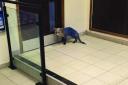 The strange blue fox spotted at a Travelodge in Woolwich