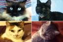 Some of the victims of the so-called Croydon cat killer.
