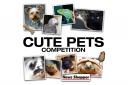 News Shopper's Cute Pets competition for 2016 starts off with the dogs category