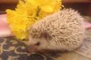 Pet of the Day: Snuffles Ester the tiny Pygmy Hedgehog