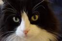 Michelle Cooper's cat Sid is our Pet of the Week