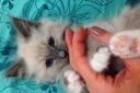 Kitten Monty will melt your heart PLUS win tickets to panto in Dartford