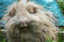 Is Pet of the Week, Guinea Pig Wilma, the fluffiest thing you've seen today?