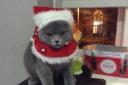 ​Pet of the Week Roley’s here to spread Christmas cheer