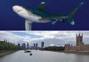 Sharks have been discovered in the Thames. (PA)