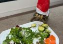 Festive pets from south east London this Christmas