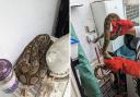 The snake was found at a kitchen in Tooting