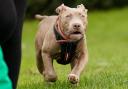The £2,500 Greenhithe American XL bully pups being sold ahead of breed ban