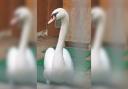 The swan was rescued and rehabilitated by the RSPCA
