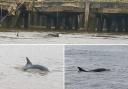 Gravesend's RNLI volunteers believe that they spotted three dolphins in the River Thames around midday on February 25