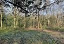 A glade on Chislehurst Common cleared to encourage the development of an understorey to attract invertebrates, birds and small mammals  Image: Chislehurst Commons