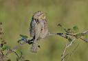 A wryneck Picture: Robert Todd