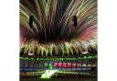 Fireworks marked the end of the London 2012 Olympics at a packed Olympic Stadium in Stratford, east London
