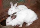 Saying 'white rabbits' at the beginning of the month is meant to ensure good luck