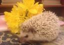 Pet of the Day: Snuffles Ester the tiny Pygmy Hedgehog