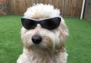 PET OF THE WEEK: Dexie's a cool cockapoo