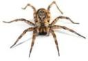 Can you really keep spiders away with conkers? Or is it just bonkers?