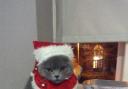 ​Pet of the Week Roley’s here to spread Christmas cheer