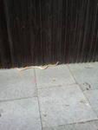 Snake on the loose leaves neighbours in a tangle
