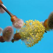 Golden catkins of 'pussy' willow