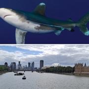 Sharks have been discovered in the Thames. (PA)