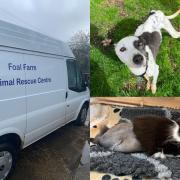 Three weeks for animal rescue centre to raise money for ULEZ-compliant ambulance