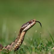 See the snake sightings in London.