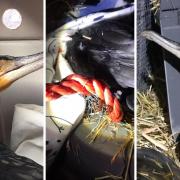 An costal dwelling bird, not normally seen in London, has died after it was rescued from a lake in Bexley with injuries to its leg.