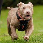 The £2,500 Greenhithe American XL bully pups being sold ahead of breed ban