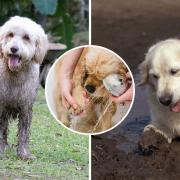 Believe it or not, your dog could be rolling in mud because of this adorable reason