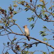 Billy no-mates - a single Waxwing looks for his 37 pals in St Mary's Close, Orpington  Picture: Ralph Todd