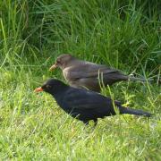 Blackbirds  Picture: Jim Butler