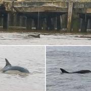 Gravesend's RNLI volunteers believe that they spotted three dolphins in the River Thames around midday on February 25