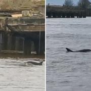 Gravesend's RNLI volunteers believe that they spotted two adults and a calf in the River Thames around midday on February 25