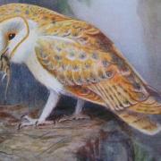 50 years since barn owls bred in Richmond Park
