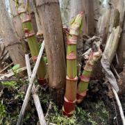 There are many sightings of Japanese Knotweed across South East London
