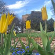 Beautiful tulips outside church in Leatherhead