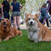 Visitors at last year's Greenwich Dog Show