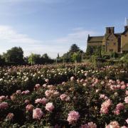 Rose growing tips from a National Trust gardening expert