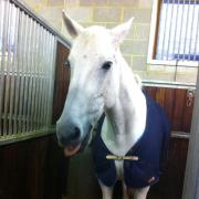 Finsbury is one of the Met's horses based at Lewisham Police Station