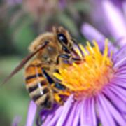 Expert tips for attracting bird, bees and butterflies to your garden