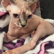Pet of the Day: Casper's wrinkly for a kitten