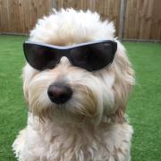 PET OF THE WEEK: Dexie's a cool cockapoo