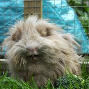 Is Pet of the Week, Guinea Pig Wilma, the fluffiest thing you've seen today?