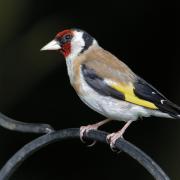 Goldfinches have become firmly established as garden regulars